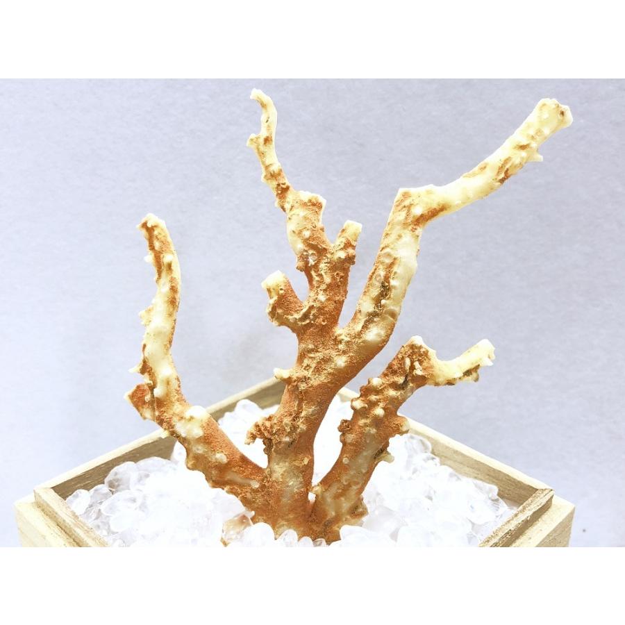 激レア！★完全天然★高品質、日本産★天然石/高知県沖/天然ピンク珊瑚(Coral)/原木/1個【天然石/パワーストーン】【アメリカツーソン・香港展示会・世界各地出