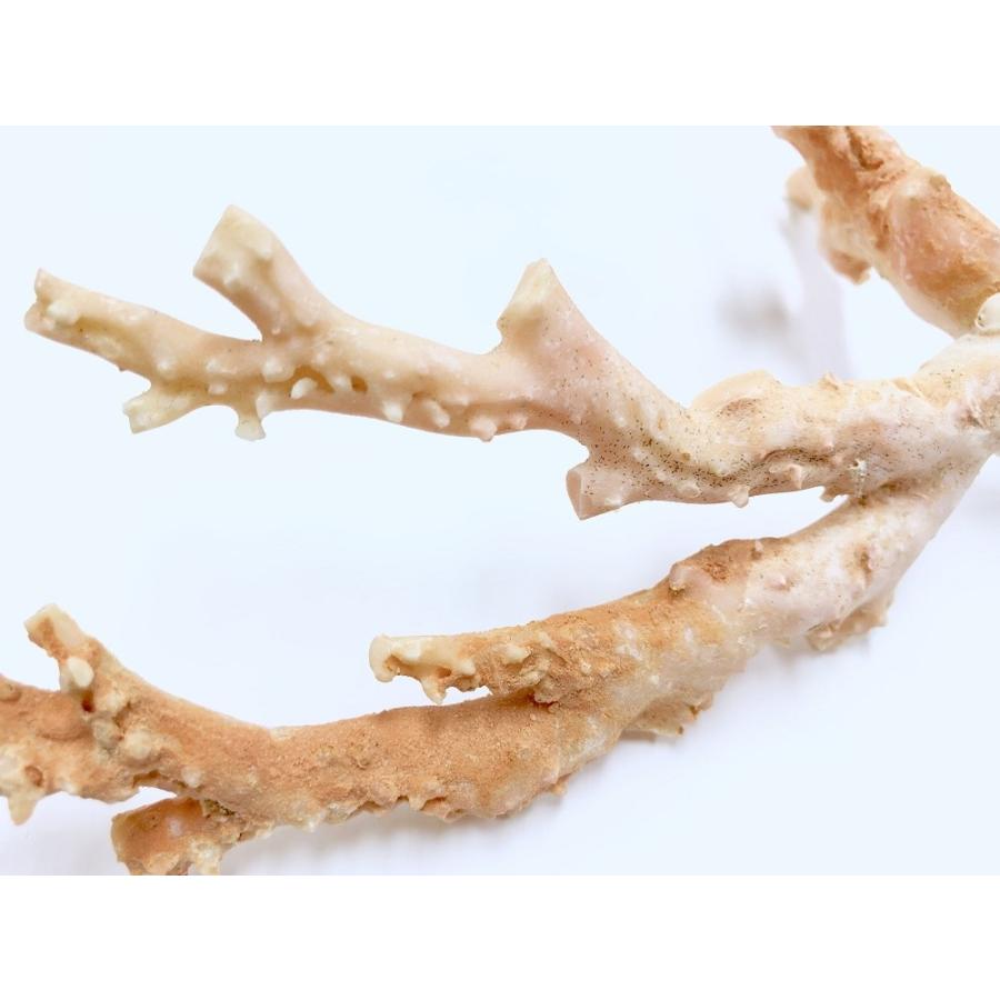 激レア！★完全天然★高品質、日本産★天然石/高知県沖/天然ピンク珊瑚(Coral)/原木/1個【天然石/パワーストーン】【アメリカツーソン・香港展示会・世界各地出