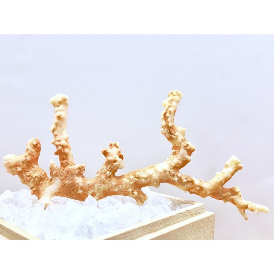激レア！★完全天然★高品質、日本産★天然石/高知県沖/天然ピンク珊瑚(Coral)/原木/1個【天然石/パワーストーン】【アメリカツーソン・香港展示会・世界各地出