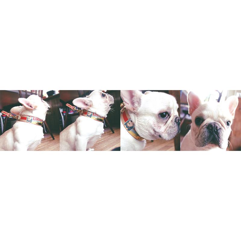 彫刻真鍮プレート付　おなまえ首輪　名入れ・電話番号　グラフィックプリント『Lucky Dog/福犬印』　本革首輪　真鍮無垢金具 サイズSS〜L ベルト幅30mm #33044_9