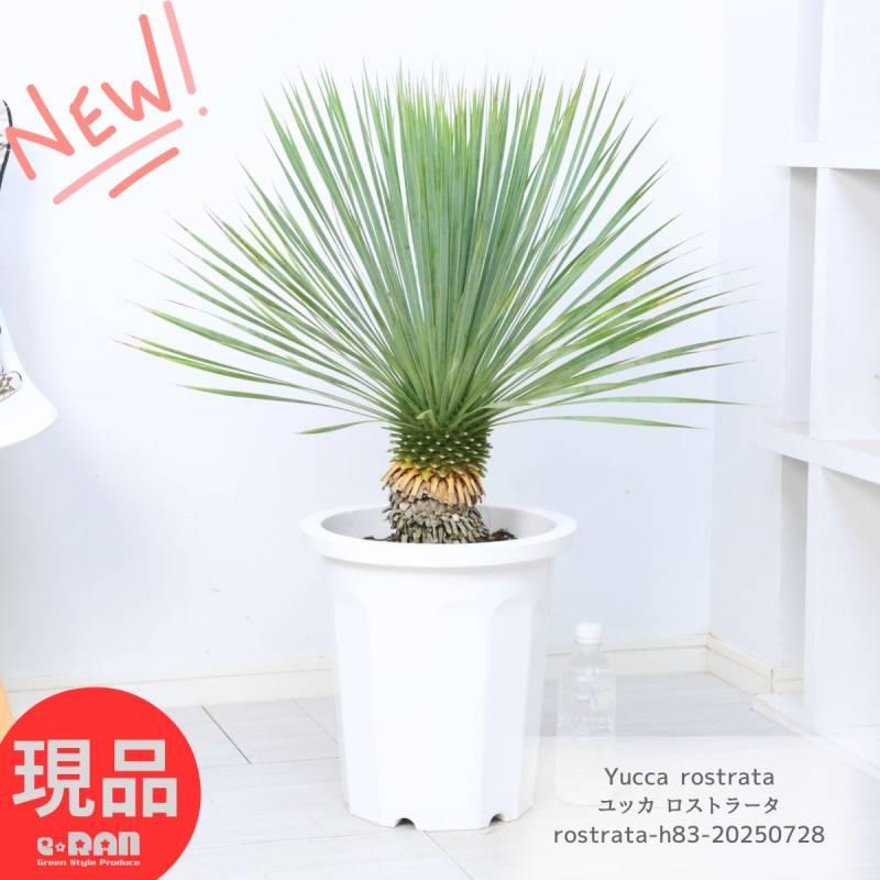 現品】観葉植物 ユッカロストラータ 10号鉢 尺鉢 【公式通販】