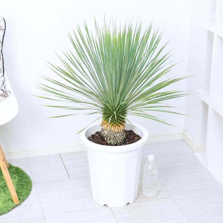 庭木 ユッカ ロストラータ 10号鉢 高さ約83cm 観葉植物 大型