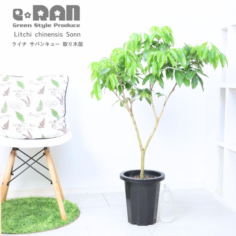 熱帯果樹 ライチ サバンキュー 取り木苗 鉢植え 8号鉢 高さ約106cm前後
