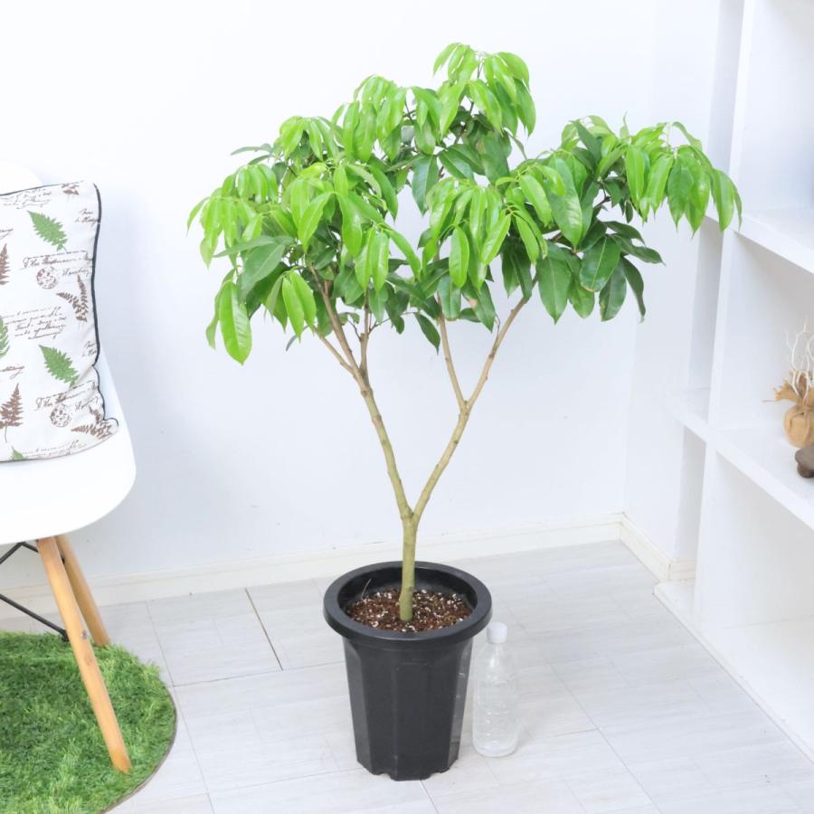 熱帯果樹 ライチ サバンキュー 取り木苗 鉢植え 8号鉢 高さ約106cm前後