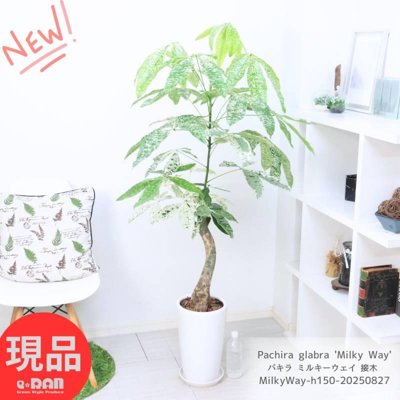 パキラ　ミルキーウェイ　斑入り　接木　4.5号鉢 パキラ ミルキーウェイ 斑入り 接木 4.5号鉢 観葉植物 パキラ