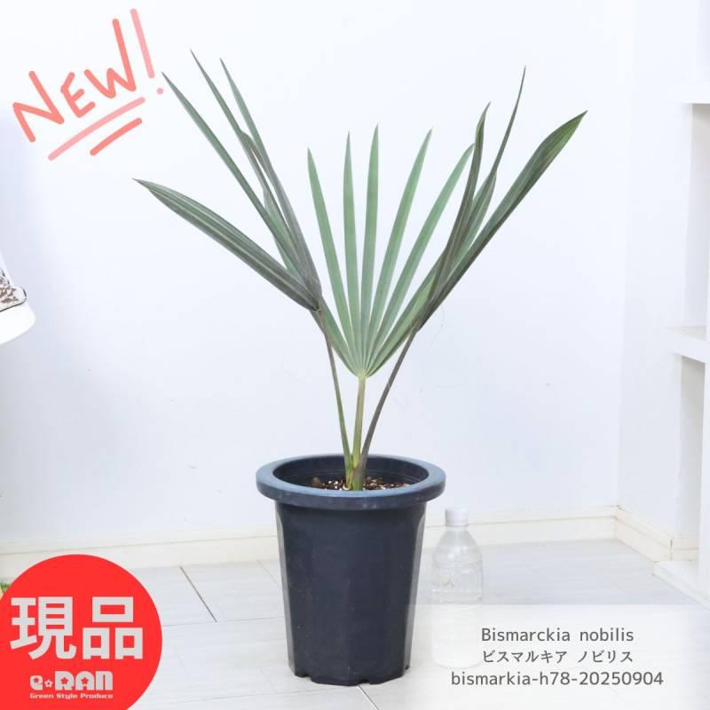 【現品】ビスマルキア・ノビリス　シルバー　椰子　ヤシ　10号　MF番 観葉植物 ヤシ ビスマルキア ノビリス 8号鉢 高さ78cm 管理説明書 肥料