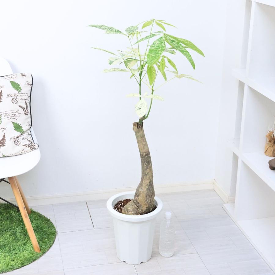 パキラ　ミルキーウェイ　斑入り　接木　4.5号鉢 パキラ ミルキーウェイ 斑入り 接木 4.5号鉢