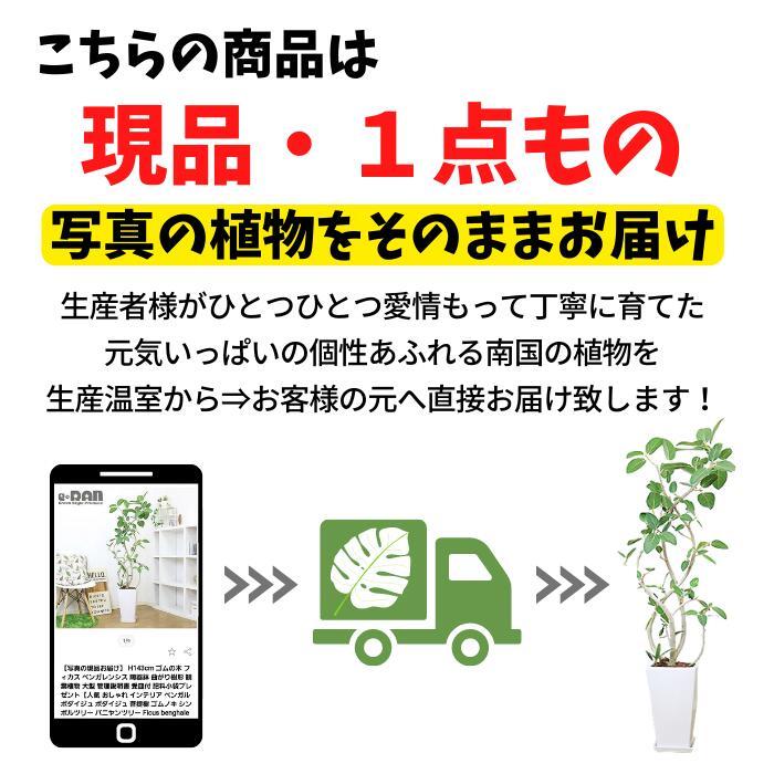希少な大株 国内実生株 斑入り パキラ ミルキーウェイ 高さ135cm 7号鉢