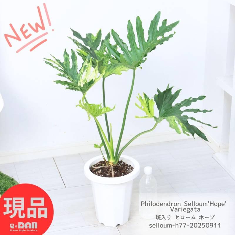 セローム斑入り　鉢ごと発送 観葉植物 超希少 斑入り セローム ホープ 高さ約77cm 7号鉢 管理説明書
