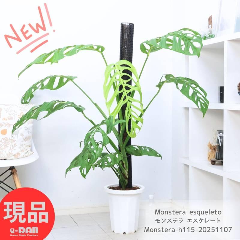 観葉植物 大株 モンステラ エスケレート 8号鉢 高さ約115cm 入手困難