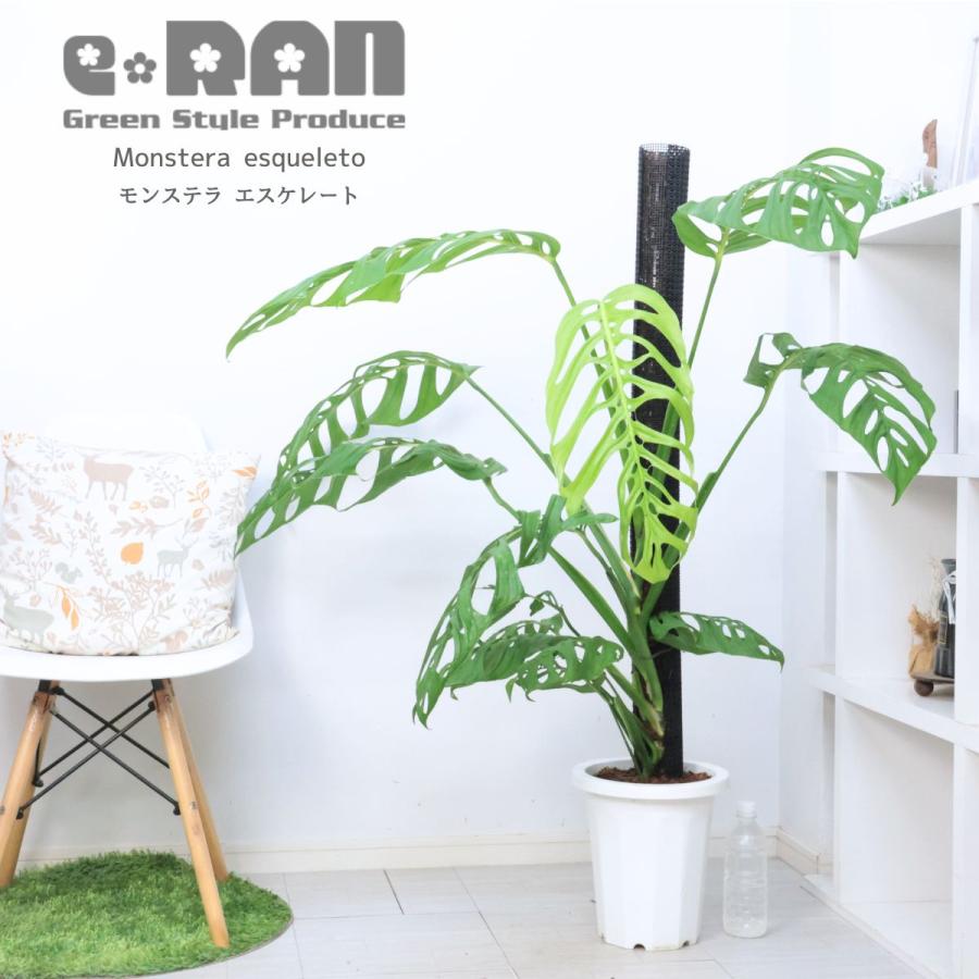 観葉植物 大株 モンステラ エスケレート 8号鉢 高さ約115cm 入手困難