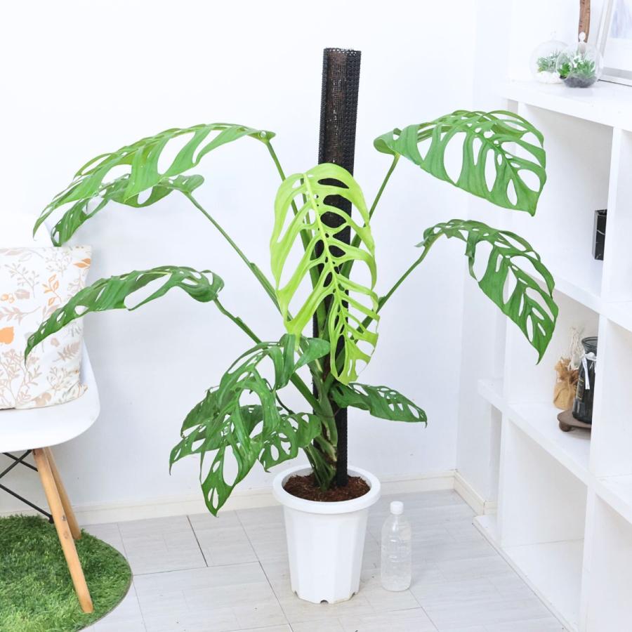 モンステラ 大株　選抜株　観葉植物 モンステラ 大株 【公式通販】