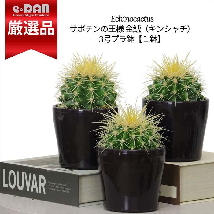 数量限定販売】サボテン 金鯱(キンシャチ)ブラックパープル 数量限定販売】サボテン 金鯱(キンシャチ)ブラックパープル