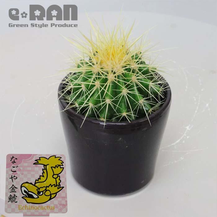 数量限定販売】サボテン 金鯱(キンシャチ)ブラックパープル 数量限定販売】サボテン 金鯱(キンシャチ)ブラックパープル