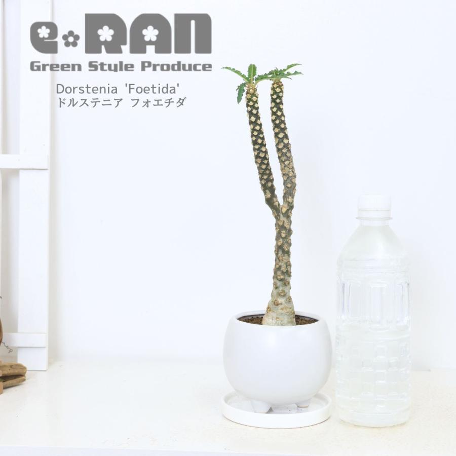 塊根植物 ドルステニア フォエチダ 陶器鉢 白 高さ32cm 観葉植物 塊根植物 ドルステニア フォエチダ 陶器鉢 白 高さ32cm 観葉植物
