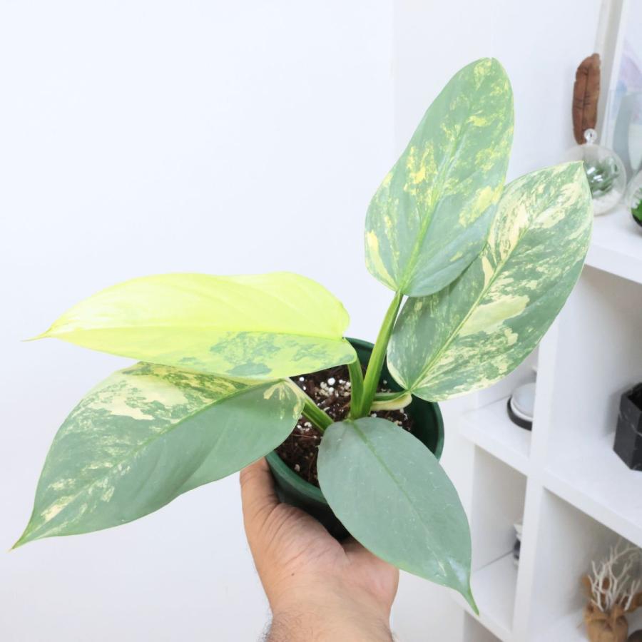 フィロデンドロン　シルバーメタル　斑入り S】フィロデンドロン シルバーメタル/Philodendron Silver Metal