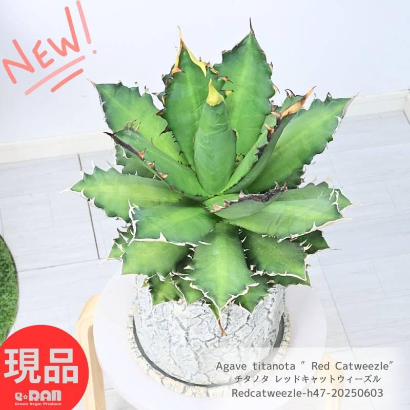 アガベ 特大サイズ レッドキャットウィーズル