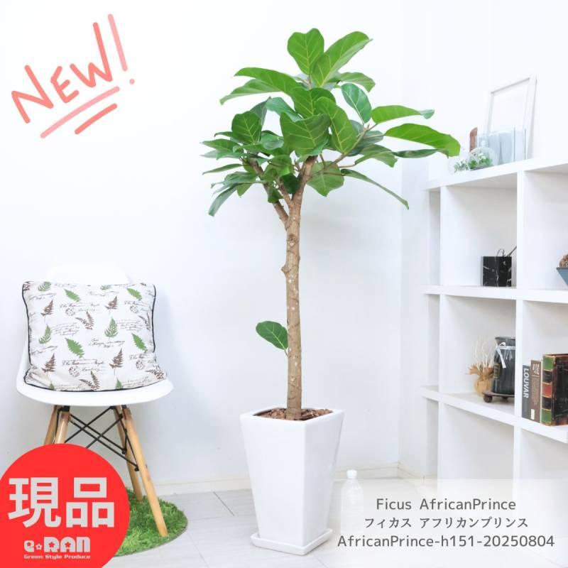 観葉植物 ゴムの木 フィカス アフリカンプリンス 高さ151cm 陶器