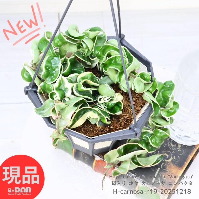 観葉植物 2株 斑入り ホヤ カルノーサ コンパクタ バリエガータ