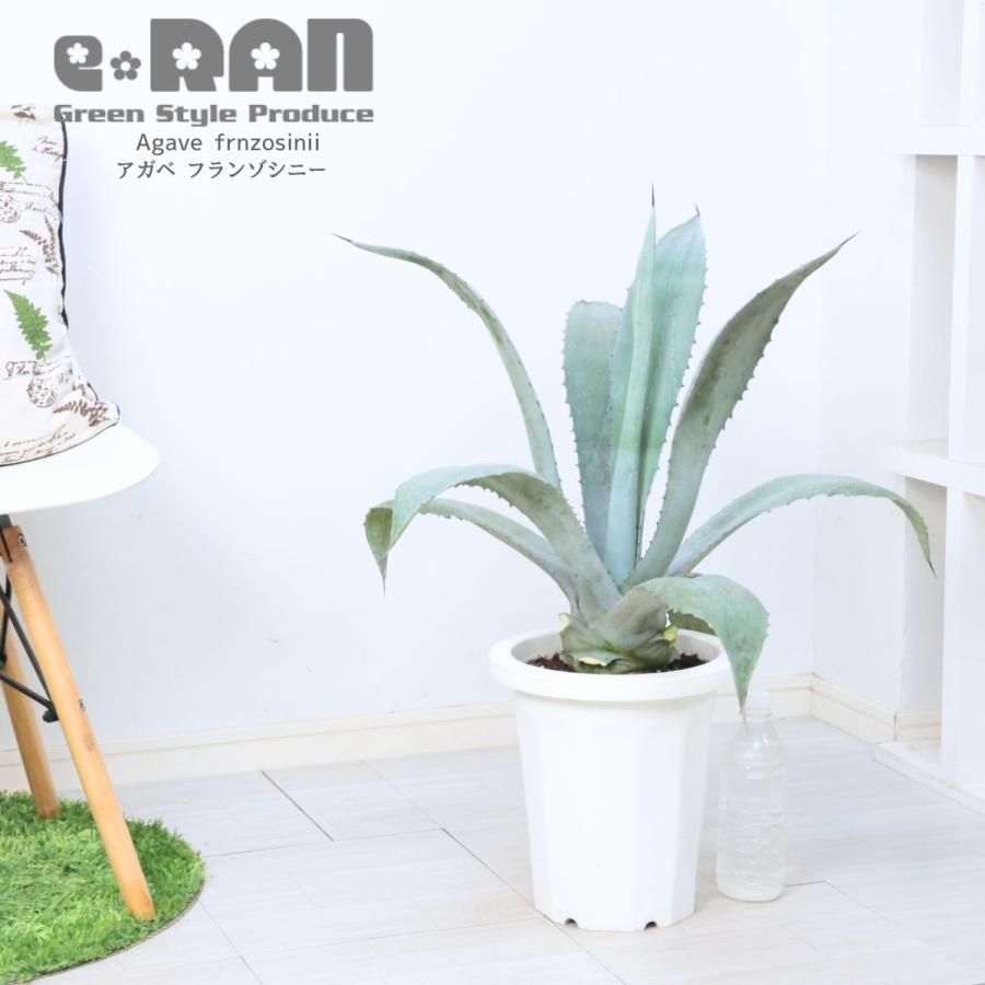 大型 多肉植物 アガベ フランゾシニー 8号鉢 高さ約70cm Agave 