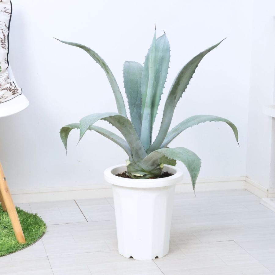 大型 多肉植物 アガベ フランゾシニー 8号鉢 高さ約70cm Agave