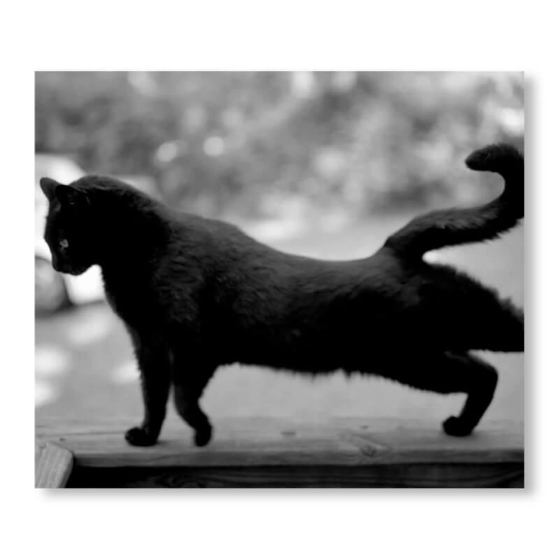 限定版】LOW FI CATS ローファイ キャッツ by マーク・スタインメッツ