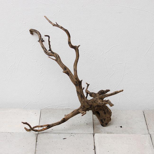 Drift Wood ドリフトウッド ブラック M Dw 06 50 パルダリウム コケリウムのレイアウトに最適な流木 数々の賞を受賞