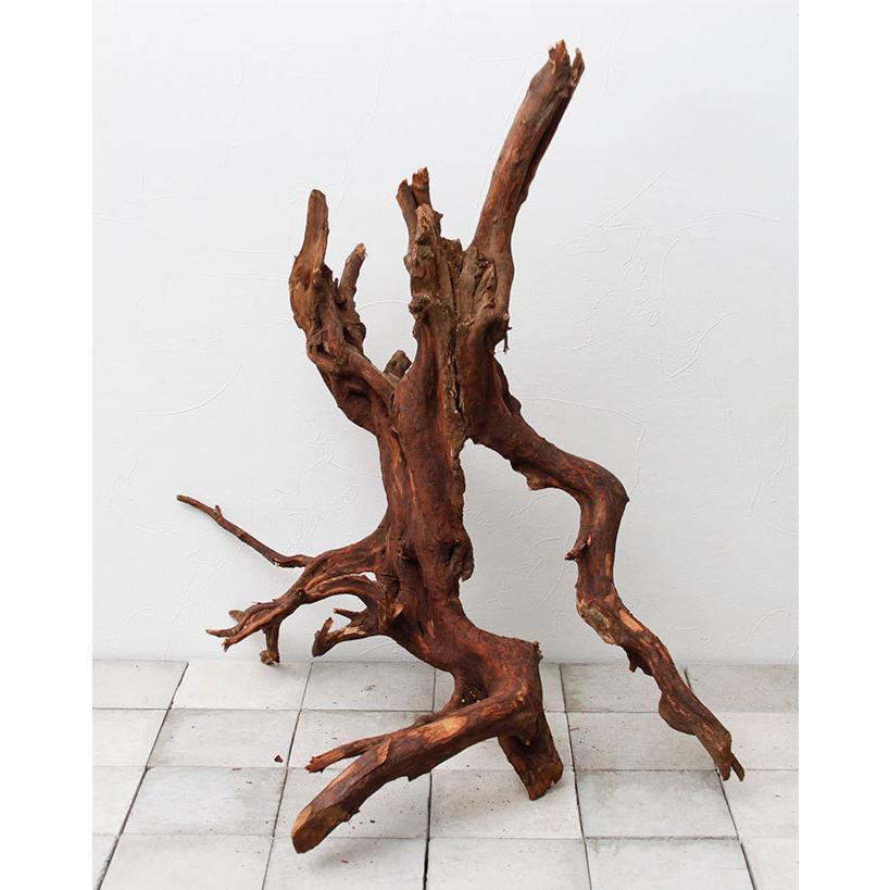 22人気新作 Uws Material 大型送料 Ew2111 51 厳選流木 エレファントウッド Xxl Wood Elephant Market 園芸用品