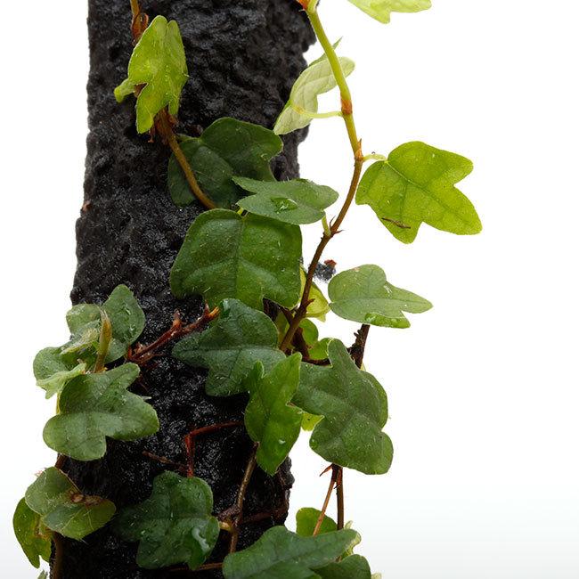 Ficus Thunbergii ヒメイタビ 屋久島産 1ポット パルダリウム ビバリウムに使いやすい植物 1 Zero0319 269 Shopooo By Gmo 通販 Yahoo ショッピング
