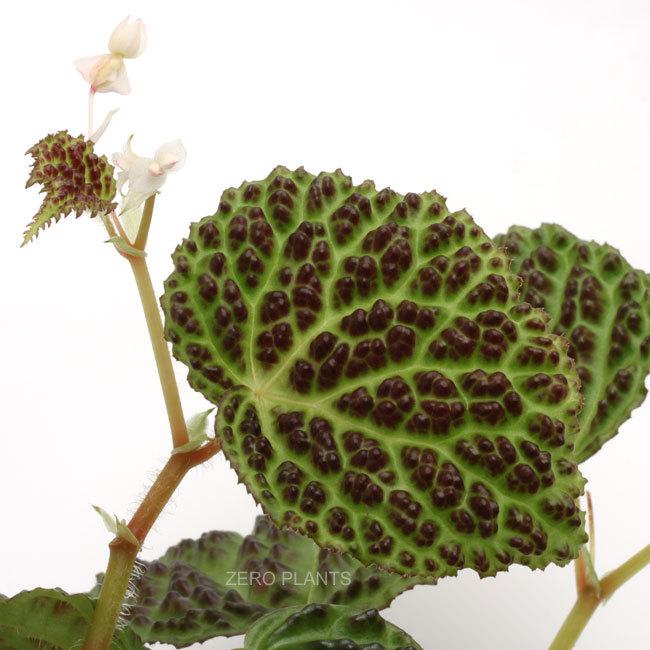 Begonia Dracopelta ベゴニア ドラコペルタ 1ポット 葉の凸凹テクスチャーが衝撃的な原種ベゴニア 1 Zero0319 374 Shopooo By Gmo 通販 Yahoo ショッピング