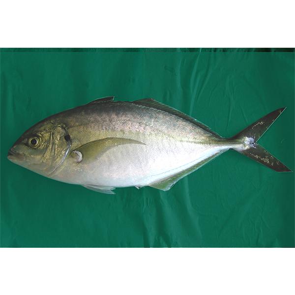 しまあじ シマアジ 縞鯵約1kg養殖三重県産 Katugyo 005 伊東活魚yahoo 店 通販 Yahoo ショッピング