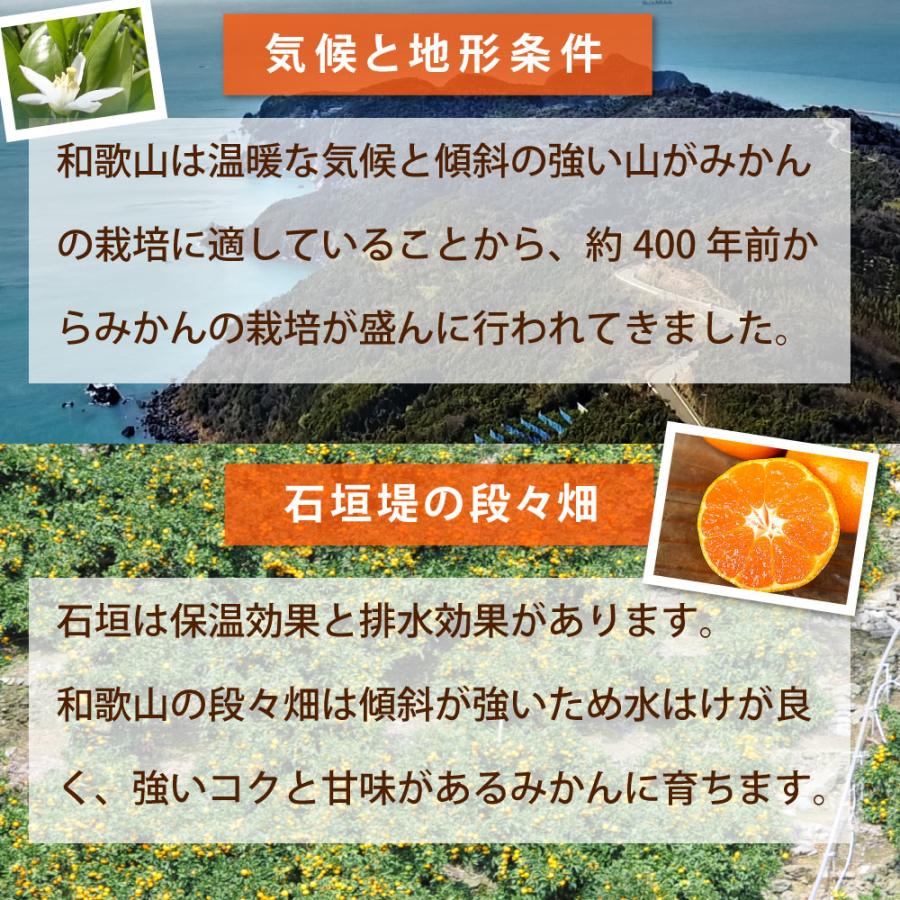 みかん 10kg 訳あり 小粒 中粒 大粒 ミックス 不ぞろい 家庭用 ミカン 果物 フルーツ 和歌山産 お年賀｜ito-noen｜04