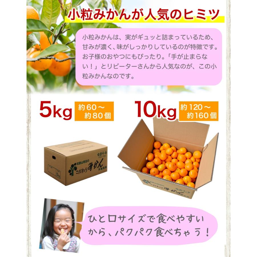 伊藤農園 みかん 訳あり小玉 2.5kg 5kg 分買うと送料無料 3箱買うと