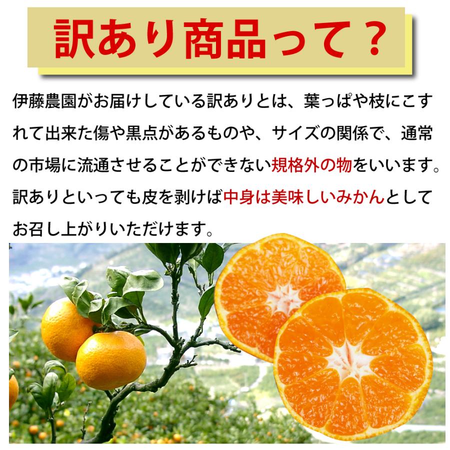 みかん 小粒 訳あり 2.5kg 2箱購入で送料無料 3箱購入でさらに増量！有田 自宅用 小玉 Sサイズ 3Sサイズ お年賀｜ito-noen｜19