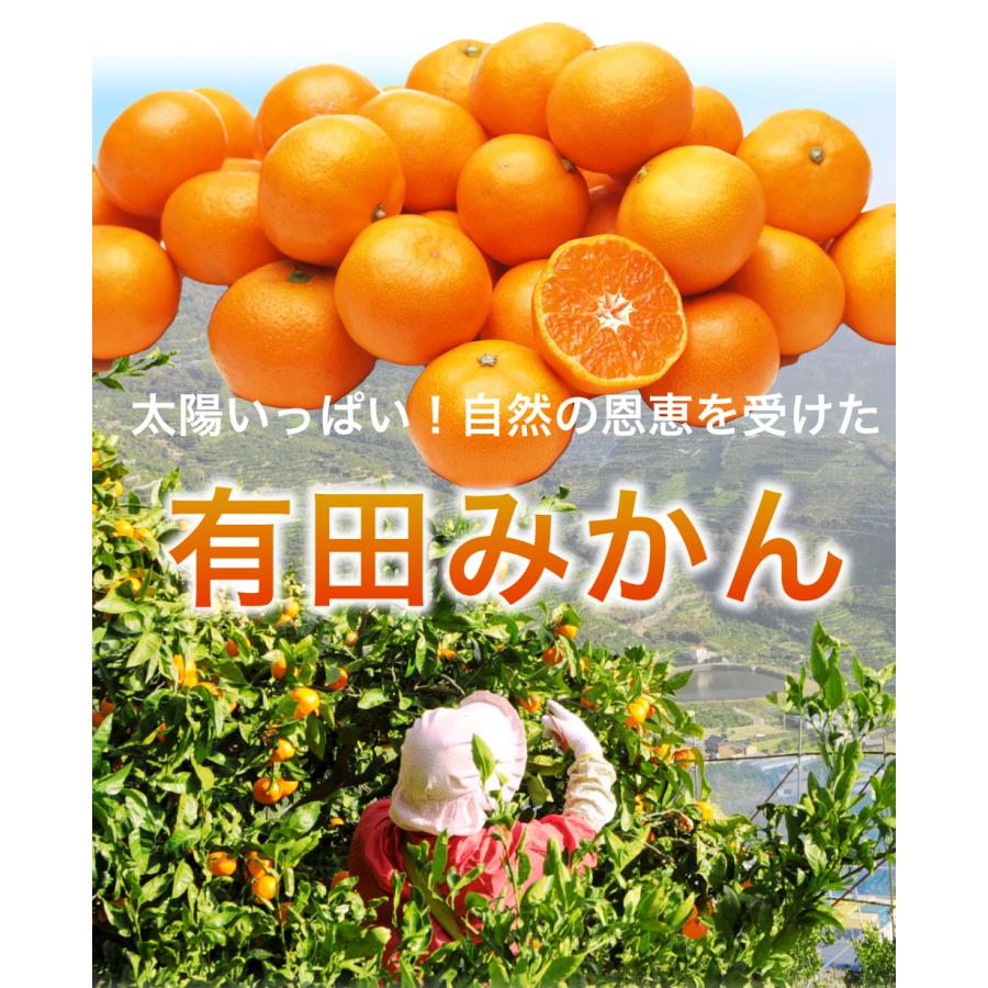 伊藤農園 みかん 訳あり小玉 2.5kg 5kg 分買うと送料無料 3箱買うと