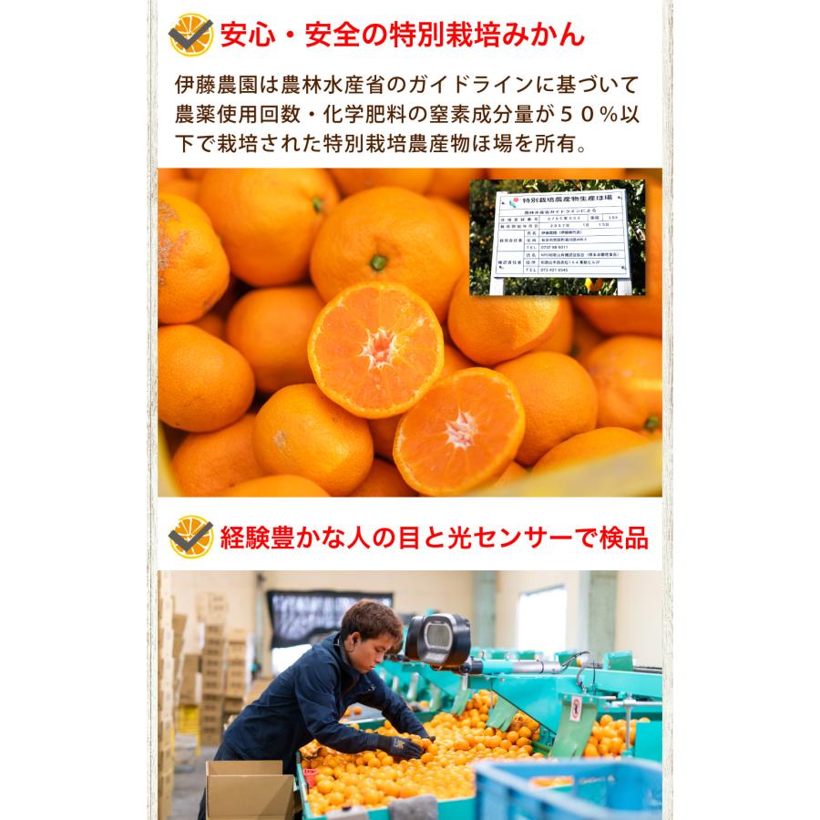 伊藤農園 みかん 5kg 送料無料 有田みかん S Mサイズ 贈答用 小粒 中粒
