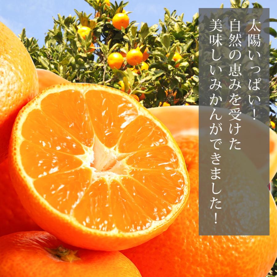 伊藤農園 みかん 2.5kg 中玉 大玉 Sサイズ〜Mサイズ ミックス 有田