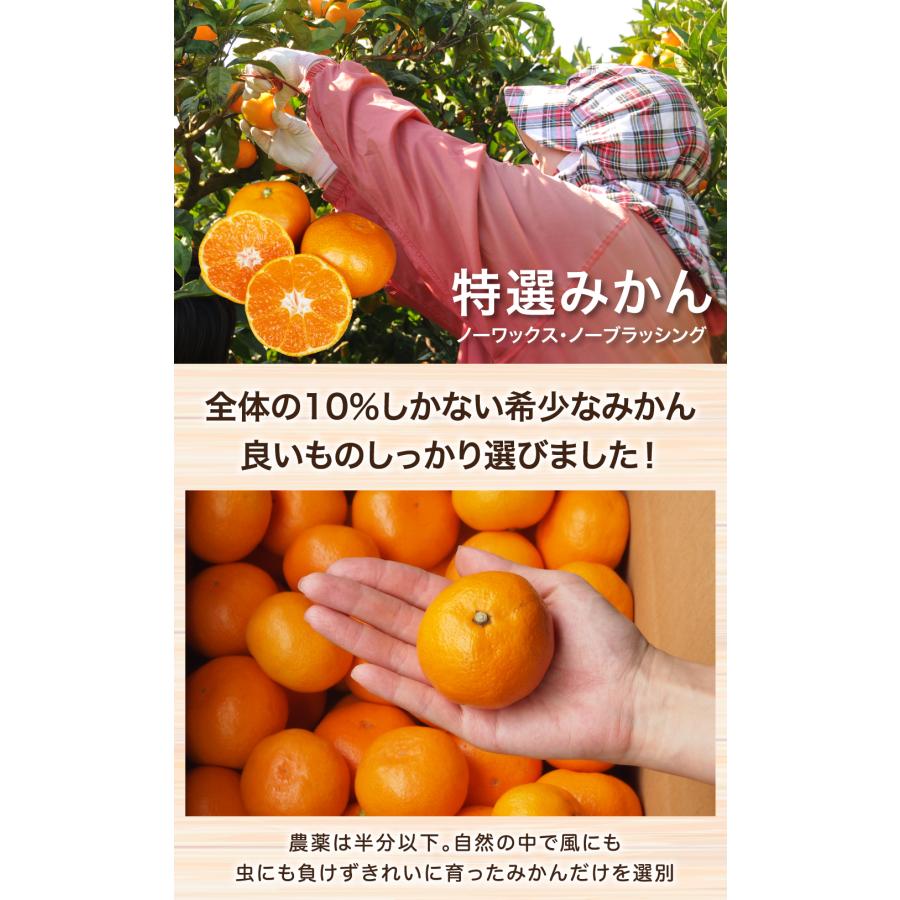 203)数量限定　甘すぎる　有田みかん　果物 　みかん　小玉　旬 小玉 有田みかん 3S〜2Sｻｲｽﾞ(キズあり)箱込み3kg ｜ 果物/温州みかん