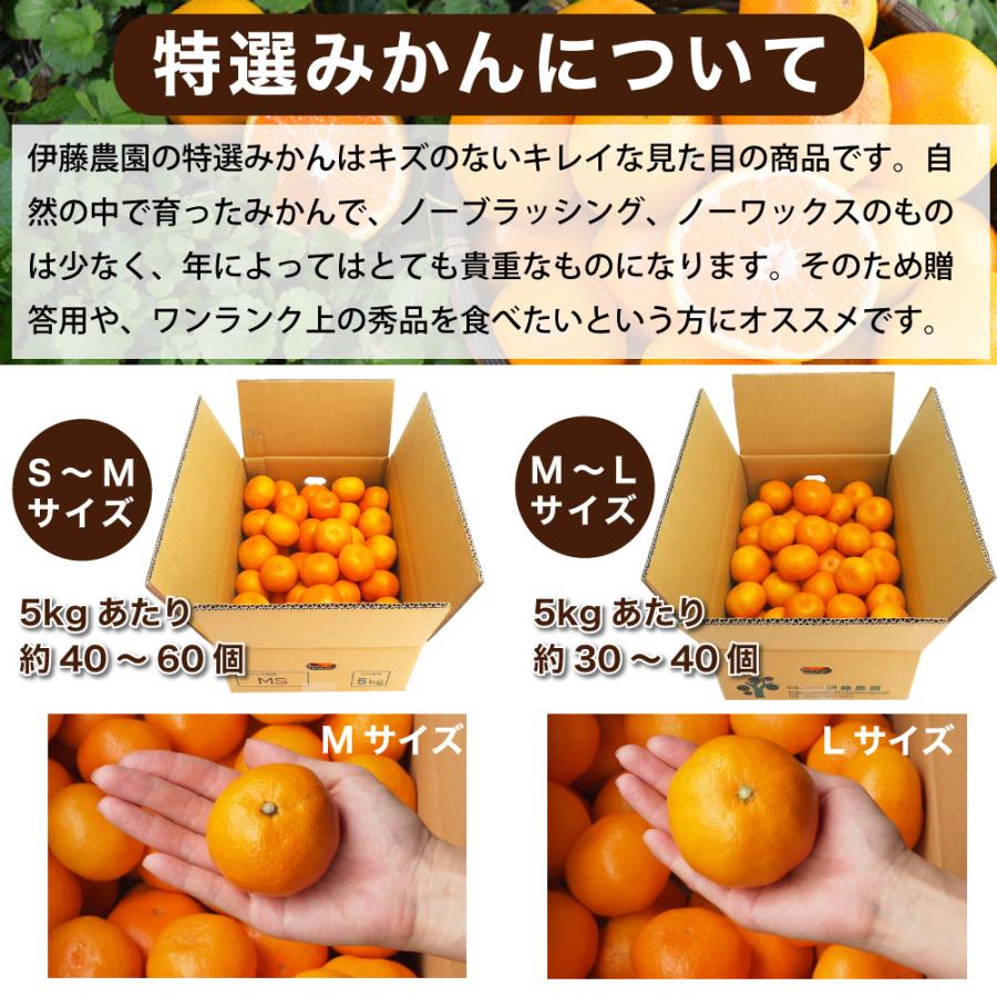 お歳暮 みかん 10kg 送料無料 和歌山 S Mサイズ 贈答用 小粒 中粒 箱買い 手詰め ご当地 お取り寄せ :311-2:伊藤農園 ジュースと果実 Yahoo!店 - 通販 - Yahoo!ショッピング お歳暮 みかん 10kg 送料無料 和歌山 S Mサイズ 贈答用 小粒 中粒 箱買い 手詰め ご当地 お取り寄せ :311-2:伊藤農園 ジュースと果実 Yahoo!店 - 通販 - Yahoo!ショッピング