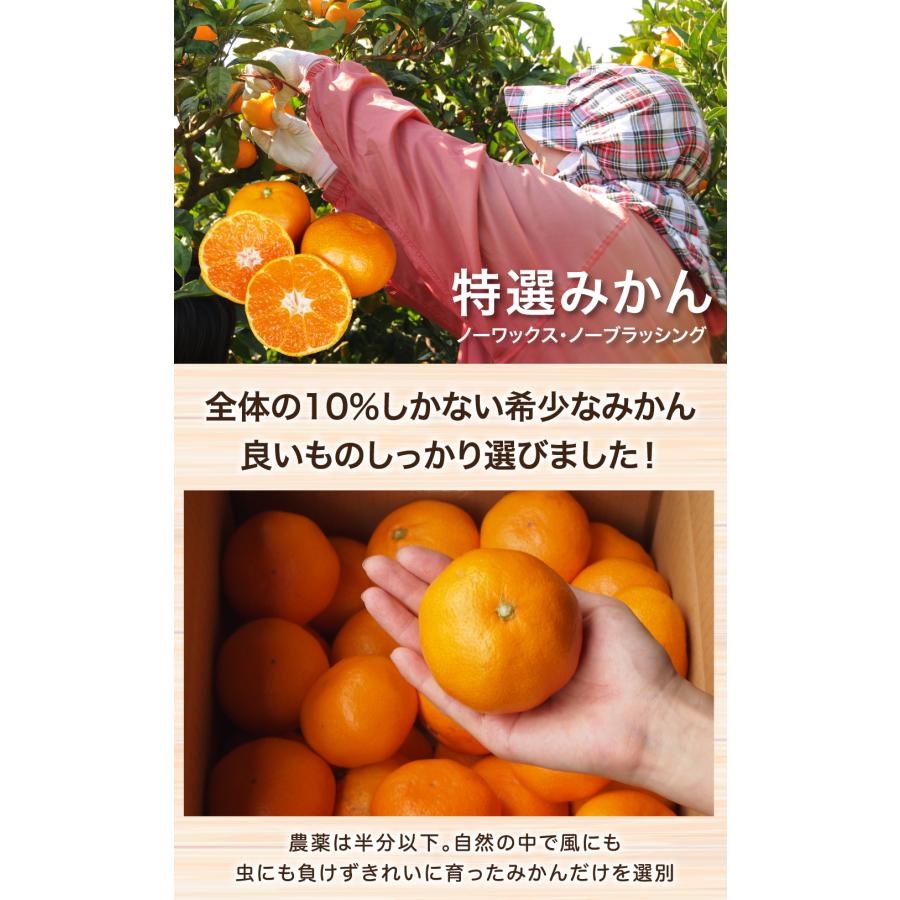 伊藤農園 みかん 5kg 中玉 大玉 Mサイズ Lサイズ 有田みかん 贈答用