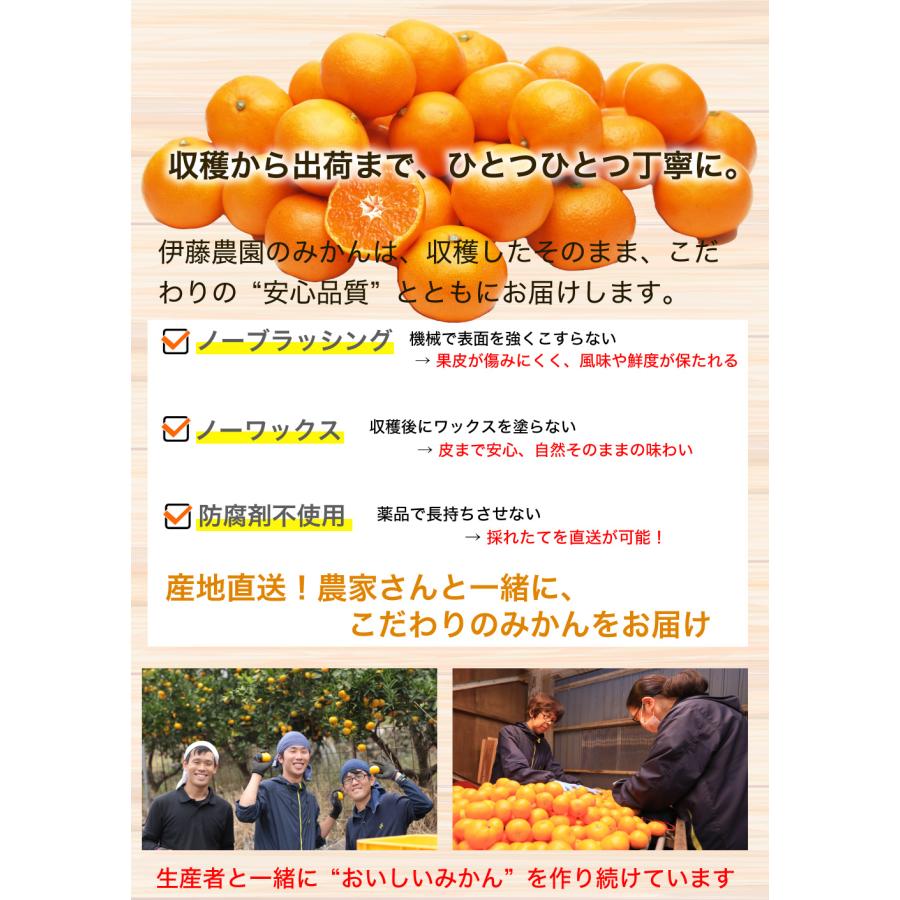 伊藤農園 お中元 みかん 5kg 中玉 大玉 Mサイズ Lサイズ 有田みかん