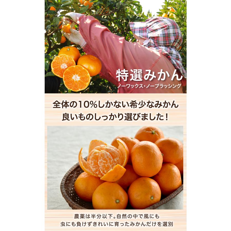 みかん ^_^  Sサイズ ささ農園オンラインショップ / 青島みかん Sサイズ(5kg)