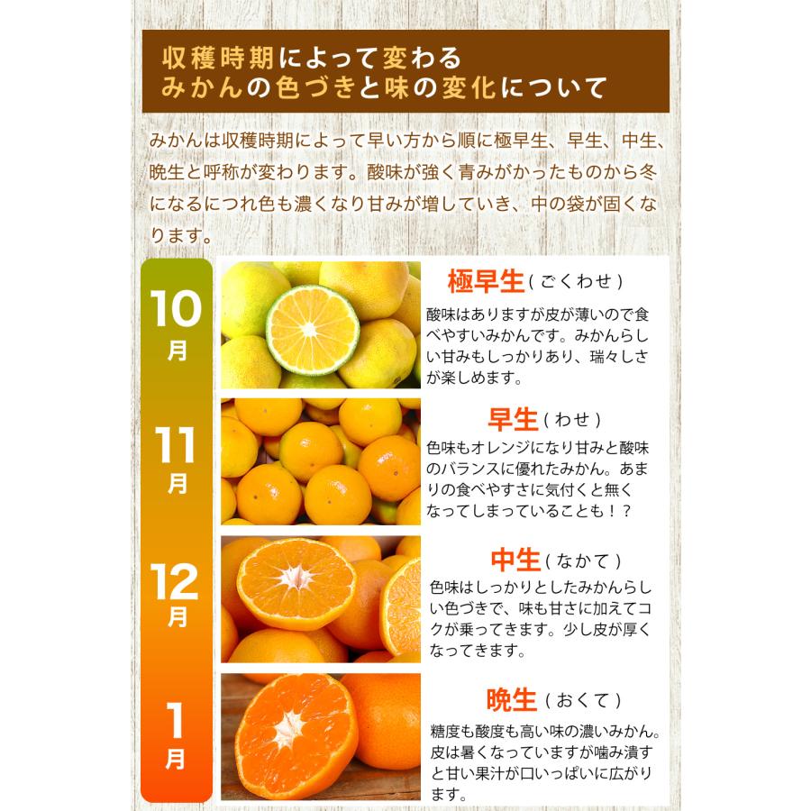 伊藤農園 みかん 10kg 中玉 大玉 Sサイズ〜2Lサイズ ミックス 温州