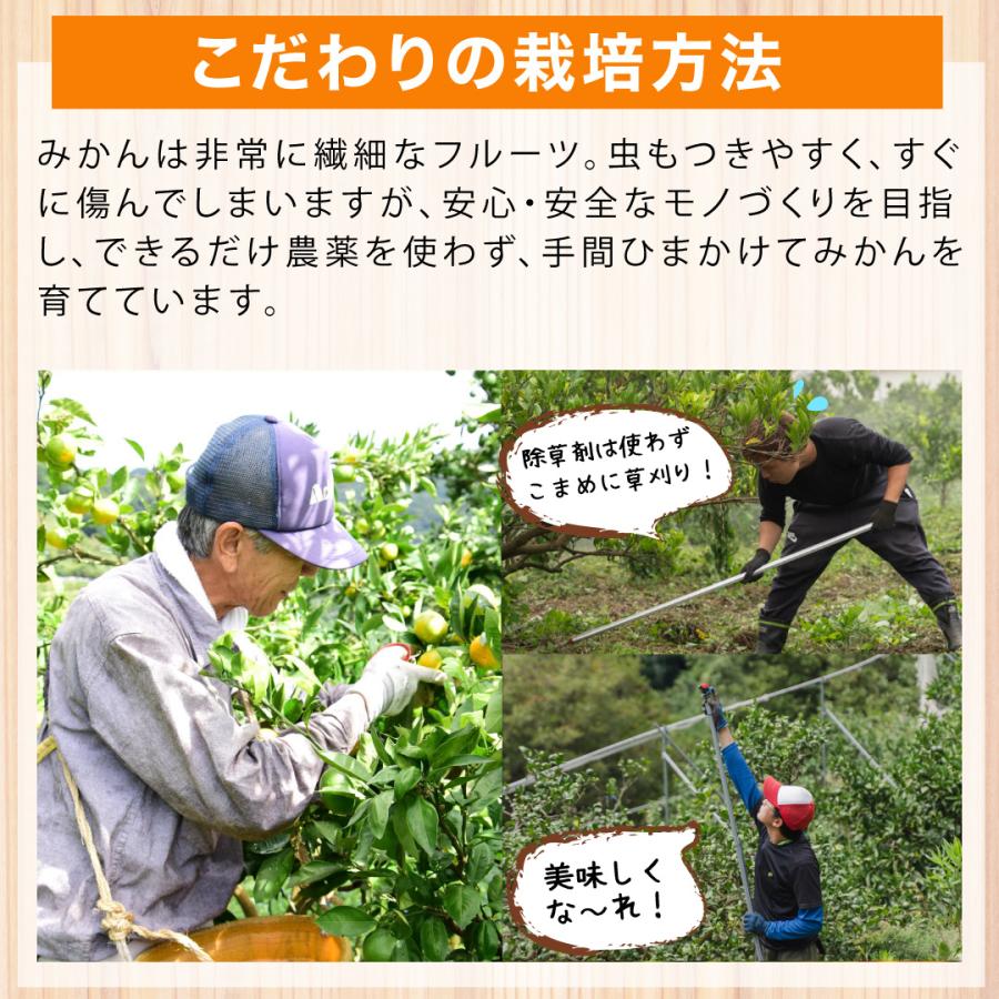 伊藤農園 お中元 みかん 5kg 訳あり 有田みかん 温州みかん 自宅用