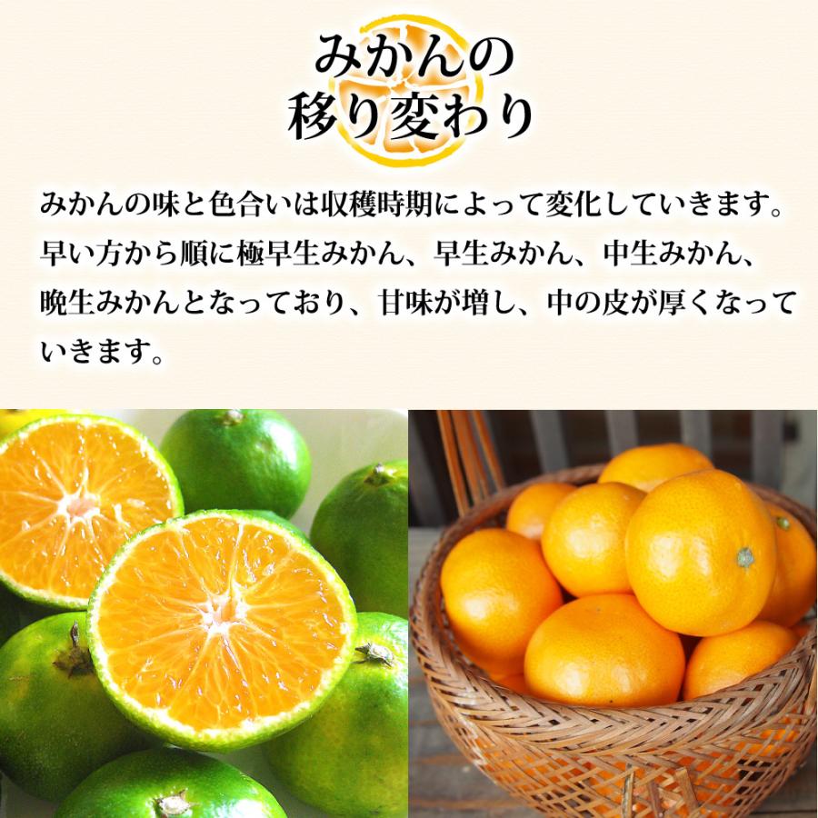 みかん 訳あり 10kg 小玉 送料無料 小粒 和歌山 家庭用 箱買い ご当地 お取り寄せ 小さい 311 8 2 伊藤農園 ジュースと果実 Yahoo 店 通販 Yahoo ショッピング