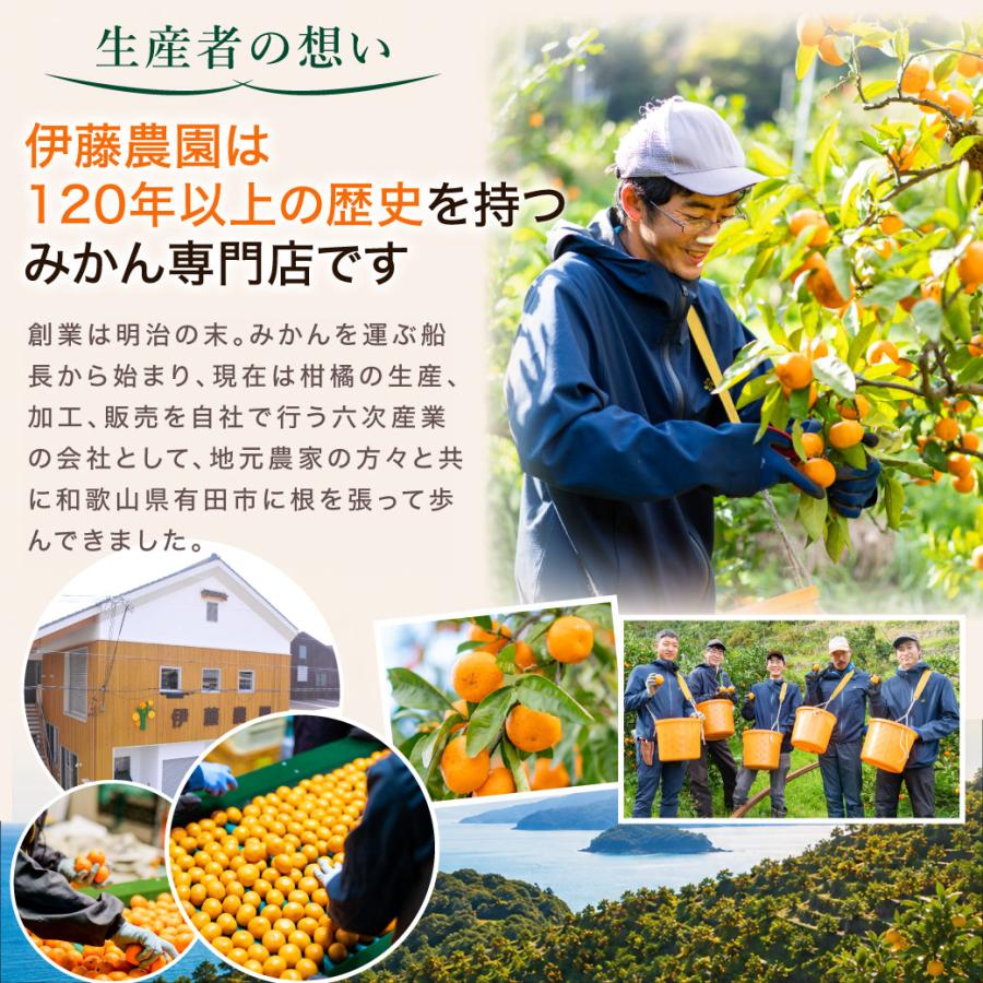 伊藤農園 みかん 訳ありみかん 小粒 10kg 訳あり 送料無料 小粒 和歌山
