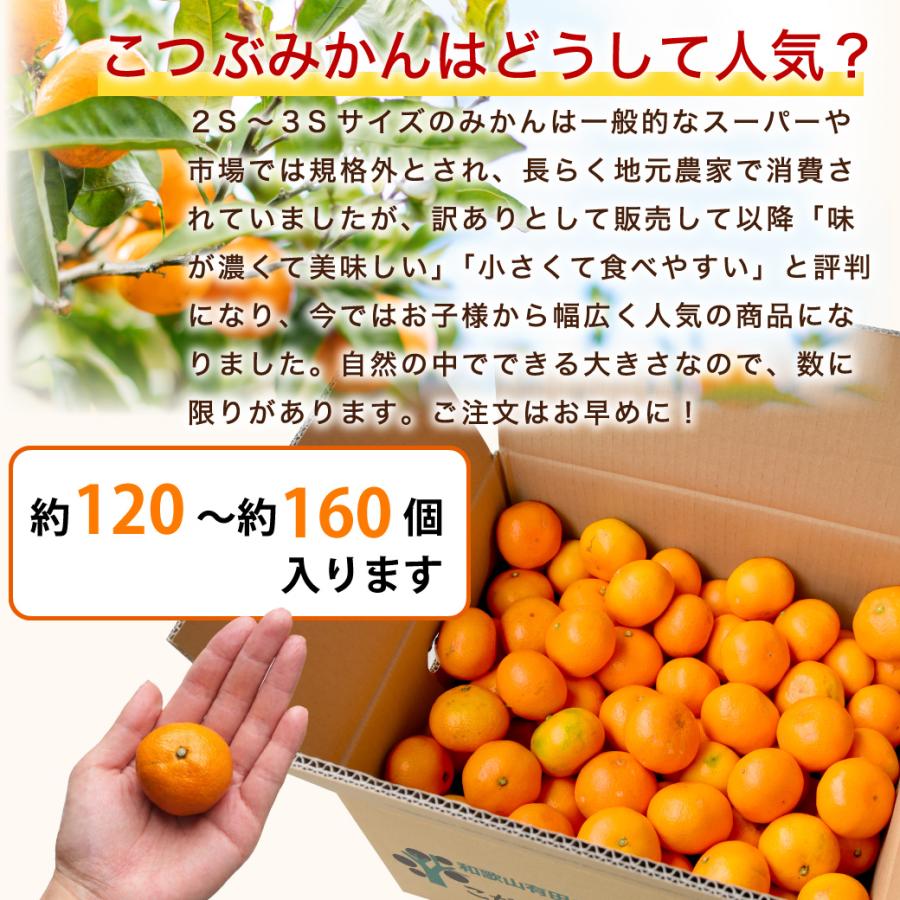 伊藤農園 みかん 訳ありみかん 小粒 10kg 訳あり 送料無料 小粒 和歌山