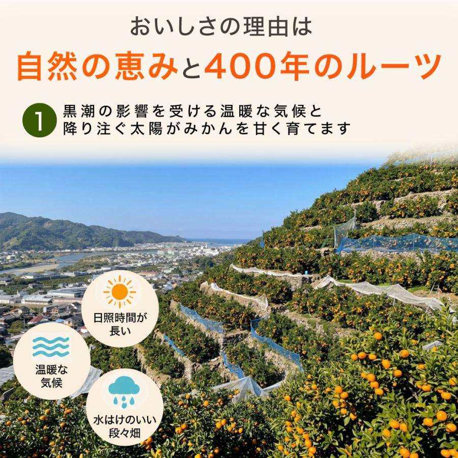 伊藤農園 みかん 訳ありみかん 小粒 大粒 2.5kg 5kg 送料無料 3箱買う