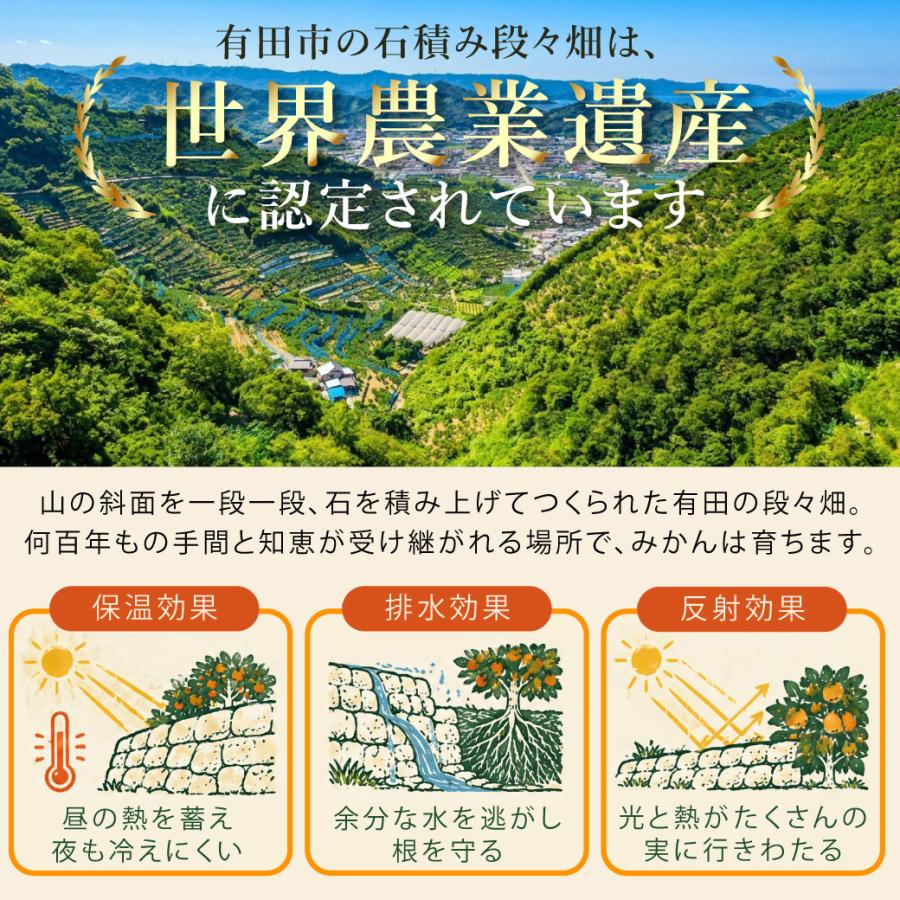伊藤農園 みかん 訳ありみかん 小粒 大粒 2.5kg 5kg 送料無料 3箱買う
