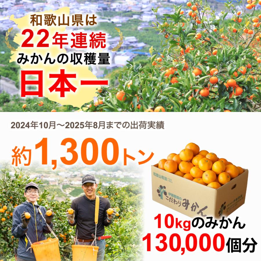 伊藤農園 みかん 訳ありみかん 5kg フードロス 小粒 粒 ミックス